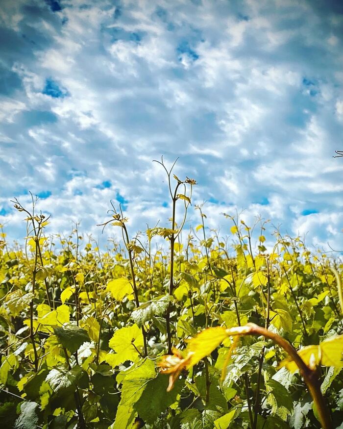 Champagne Jean Josselin.jpg Champagne Jean Josselin