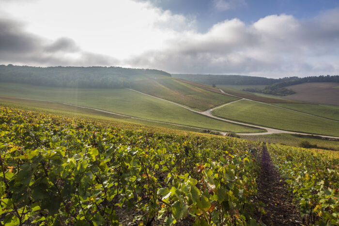 Champagne Gaston Cheq.jpg Champagne Gaston Cheq