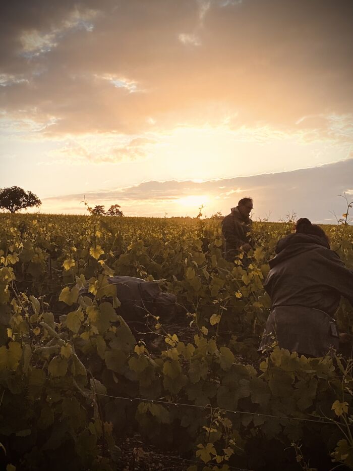 Champagne Jean Josselin.jpg Champagne Jean Josselin