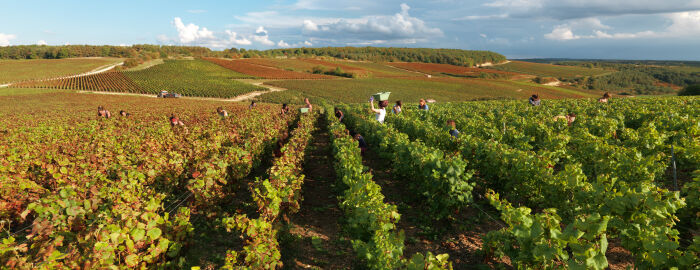 Champagne Jean Josselin.jpg Champagne Jean Josselin