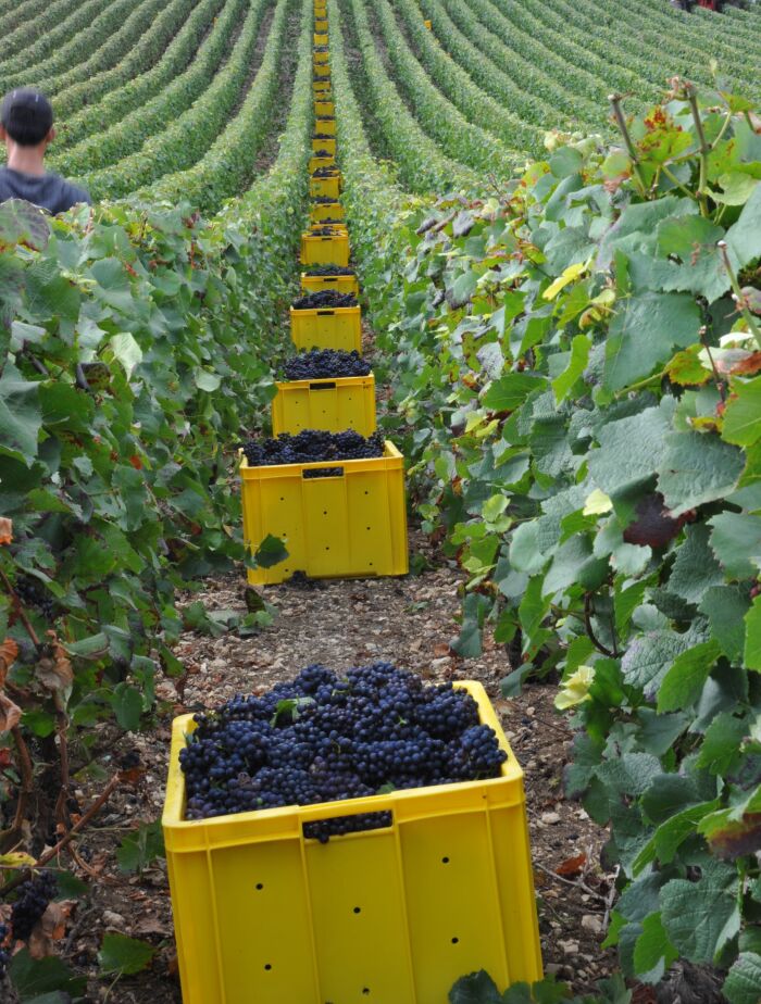 Champagne Christophe.jpg Champagne Christophe