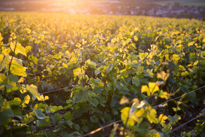 Champagne Marcel Vézien.jpg Champagne Marcel Vézien