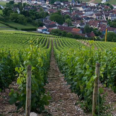 240762_village-vigne-balnot-champagne-gremillet_0